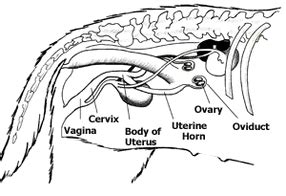 wolf penis|Characteristics of reproductive organs and estimates of.